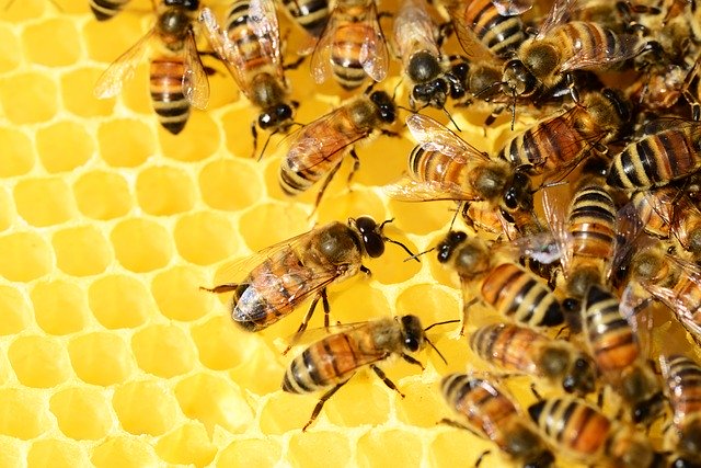 Bees making honey in the honeycomb