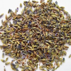 flor de lavanda