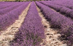 espliego o lavanda
