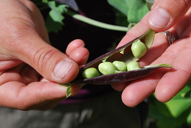 Person opening pea pod