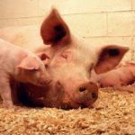 pigs-387204_1280