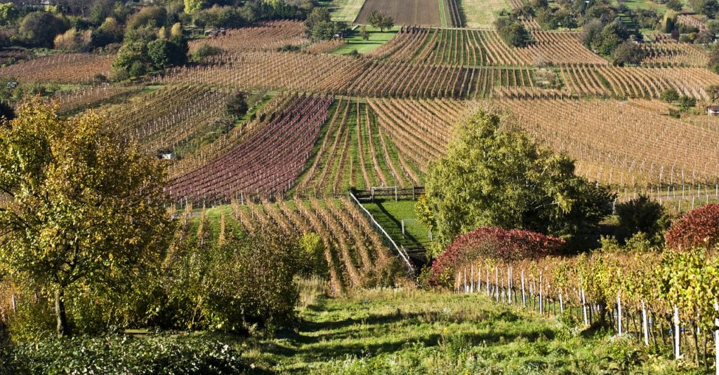 DataWine vineyards