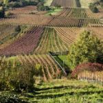 wine-259876_1280