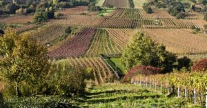 DataWine viñedos