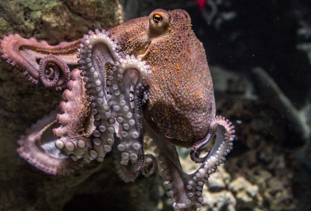 An octopus in its environment
