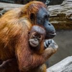 orang-utan-3534153_640
