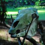 skull-1157777_1280