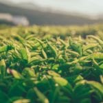 Infusionismo-plantacion de té
