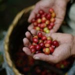 Nicaragua Cafe 3
