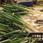 calcots