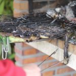 calcots2