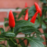 cayena-planta de cayena (httpswww.consejosparamihuerto.com)