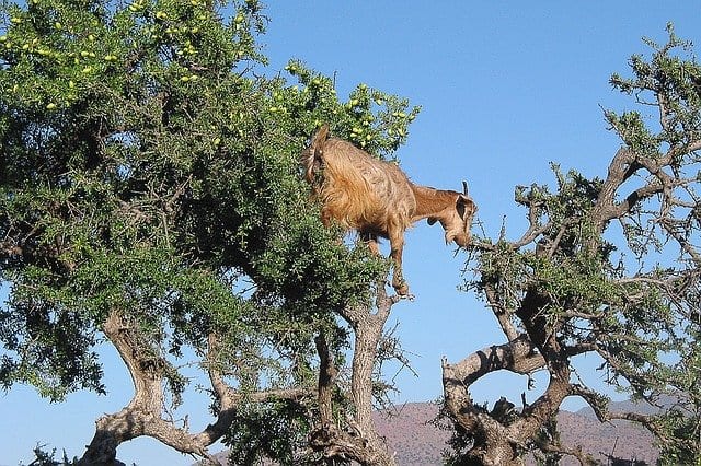 cabra subida al árbol de aceite de argán