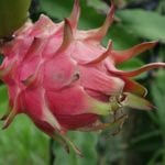red-dragon-fruit-1973815_1280