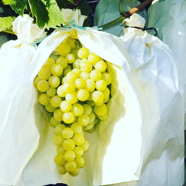 Vinalopó grape