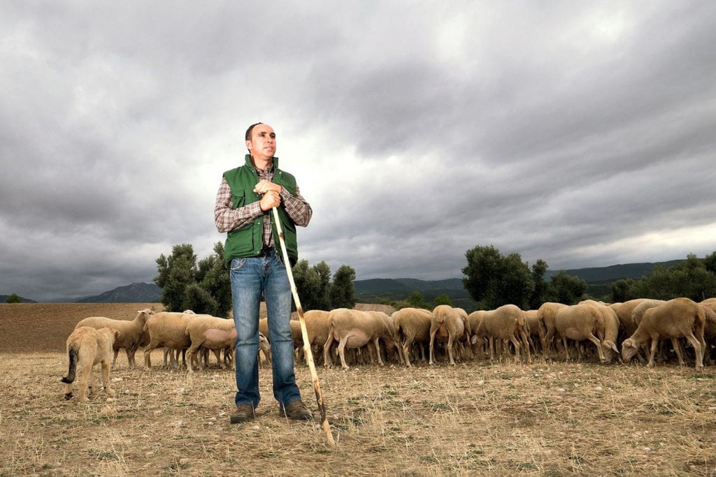 fazendeiro rebanho ovelhas