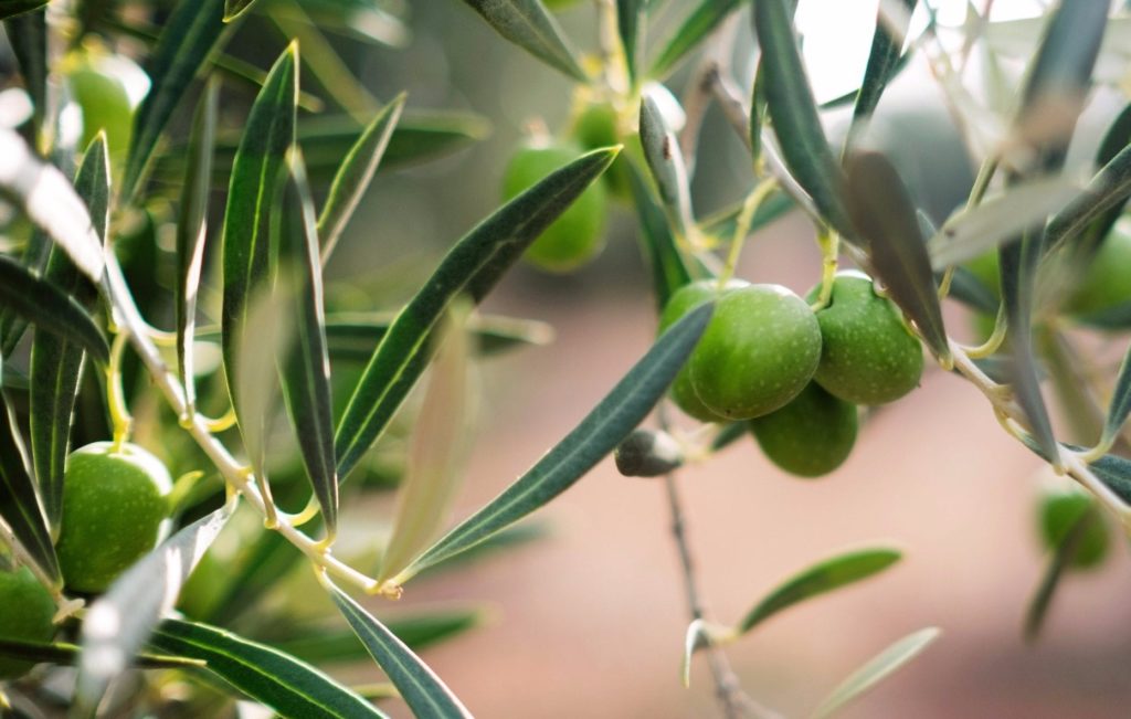 Hojiblanca-Olive auf dem Zweig