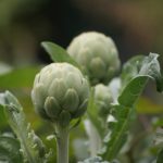 alcachofa4