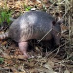 Armadillo