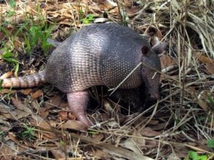 Armadillo