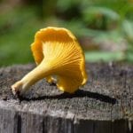 chanterelle-2585107_1280