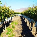 cultivo uvas vinalopó