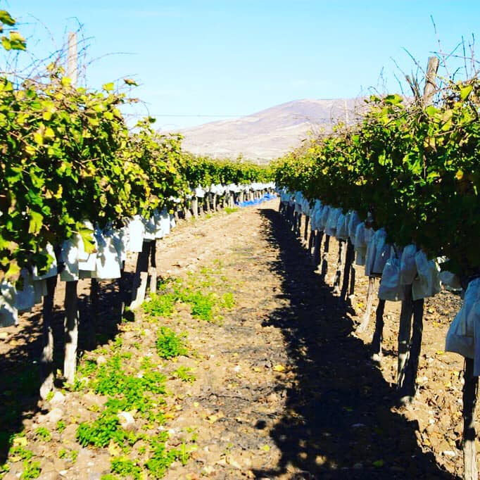 grape cultivation