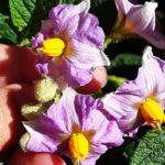 flores del tamarillo
