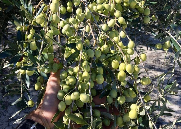 Blanqueta-Olivenblüten