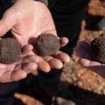 tres trufas negras de Teruel