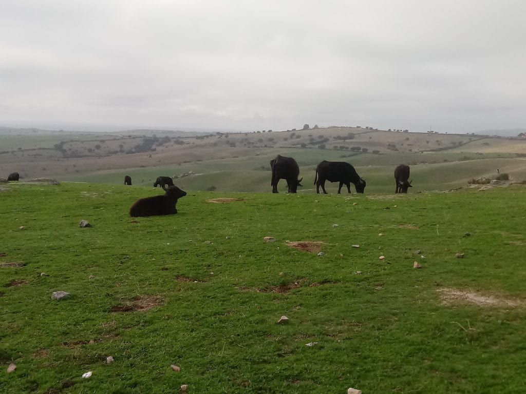 Búfalos en pradera