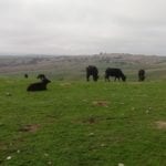 Carne de búfalo