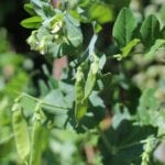 mangetout-2416152_1920
