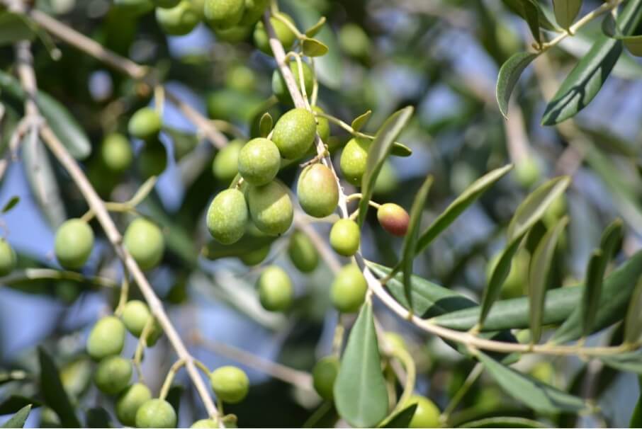 Cornicabra olives