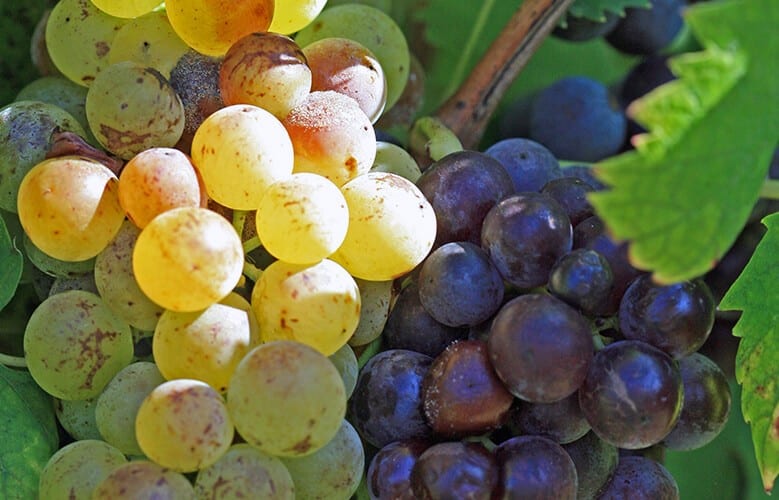 葡萄园中不同类型的成熟葡萄