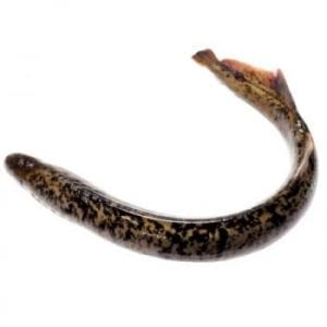 lamprea