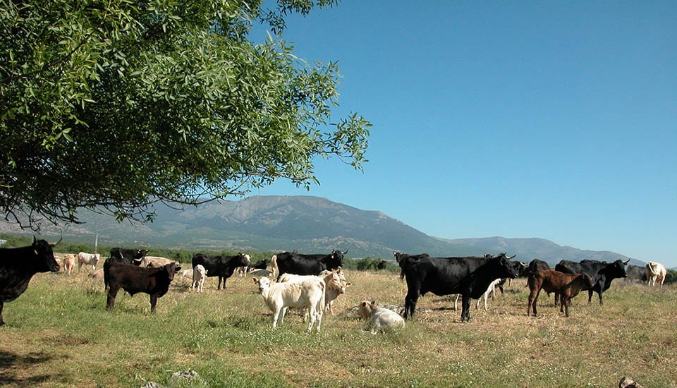 cows guadarrama meat