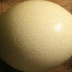 avestruz
