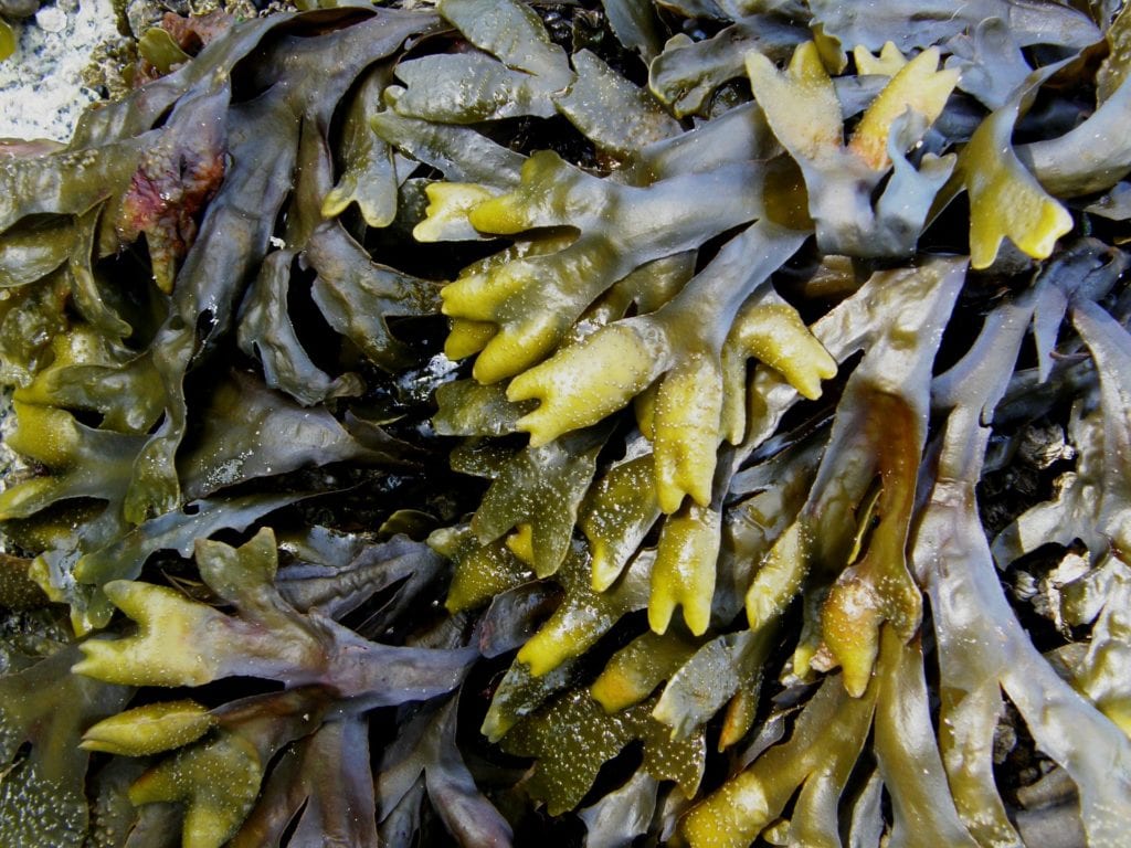 alga Kelp