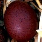 marans
