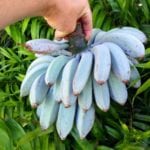 plátano azul