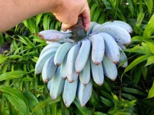 plátano azul