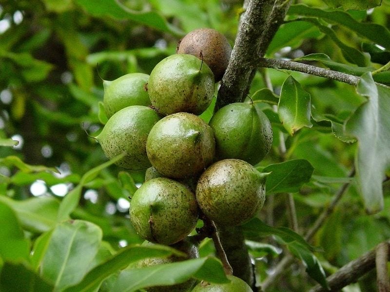 nueces de macadamia