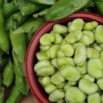 broad-beans-5479434_1280