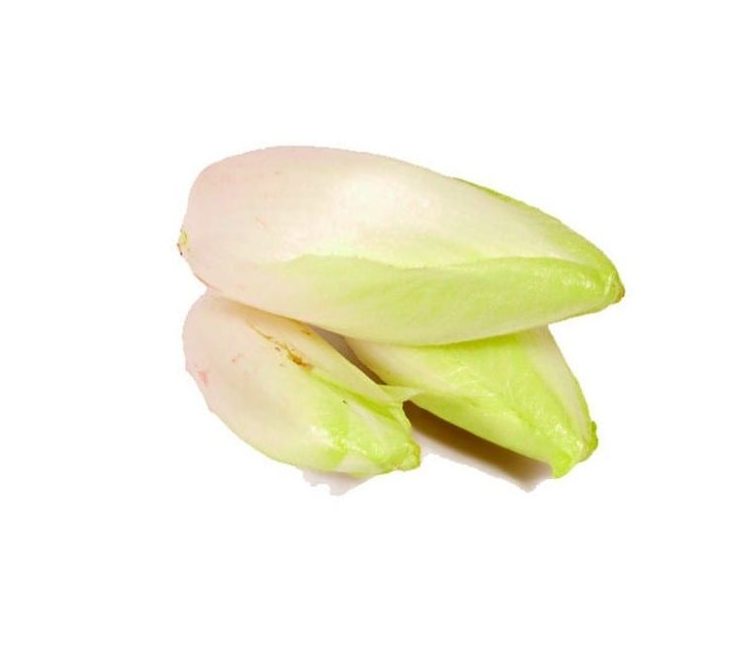 菊苣