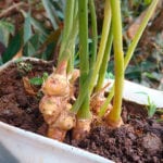 jengibre planta (cocinavital.mx)