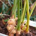 jengibreplanta