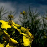 oilseed-rape-2504415_1280