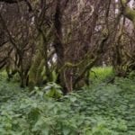 ElHierro-Bosqueweb