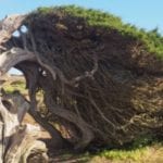 ElHierro Sabinaweb